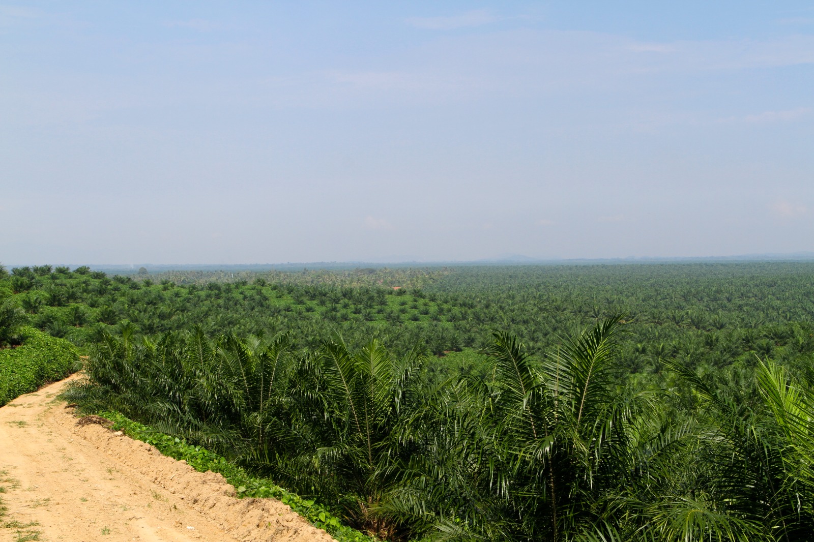 ilutrasi lahan unit rejosari