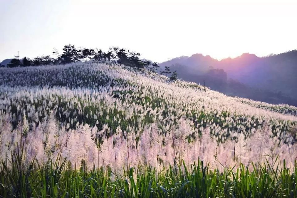 Kebun Tebu