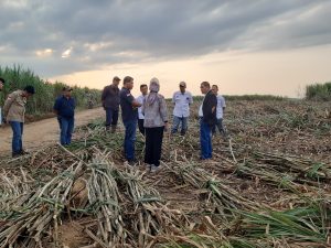 Tuhu Bangun Regional Head PTPN I Regional 7 saat melihat kebun tebu Bungamarang